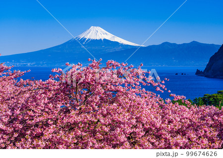 早春に咲く河津桜と富士山 99674626
