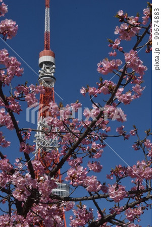早咲のサクラと東京タワー 99674883