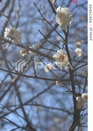芝公園の銀世界の梅の花 99674949