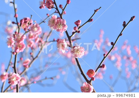 芝公園の銀世界の梅の花 芝公園の銀世界の梅の花 99674981