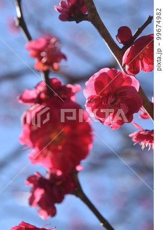 芝公園の銀世界の梅の花 99674982