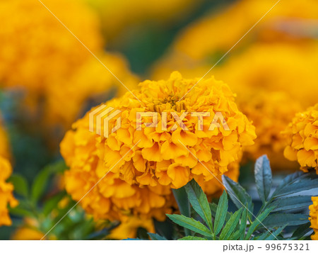 Yellow Zinnia flowers. Flowers zinnia elegans. Color nature background. 99675321
