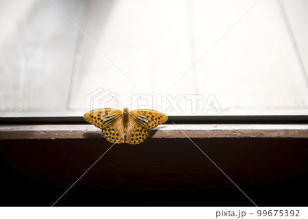 志賀高原ホテル 志賀高原ホテル 99675392