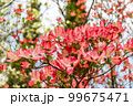 Dogwood tree flowers blooming in the spring 99675471