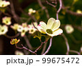 Dogwood flowers in spring. Beautiful white Dogwood blossoms up close. Delicate natural beauty outdoors. Decorative flower bush in springtime. 99675472