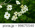 Dogwood flowers in spring. Beautiful white Dogwood blossoms up close. Delicate natural beauty outdoors. Decorative flower bush in springtime. 99675540