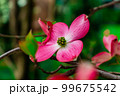 Dogwood flowers in spring. Beautiful white Dogwood blossoms up close. Delicate natural beauty outdoors. Decorative flower bush in springtime. 99675542