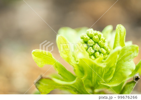 早春に出てくるふきのとう 99676266