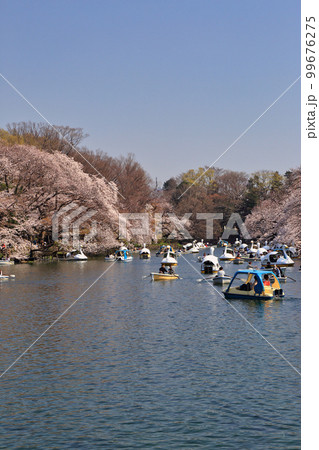 井の頭恩賜公園の桜 99676275