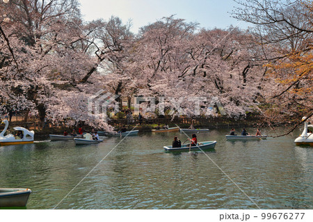 井の頭恩賜公園の桜 99676277