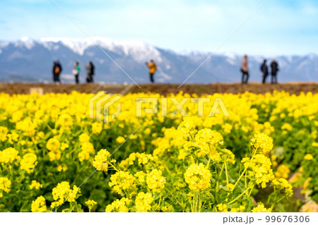 滋賀県守山市のなぎさ公園に広がる菜の花畑と雪の残る比良山 99676306