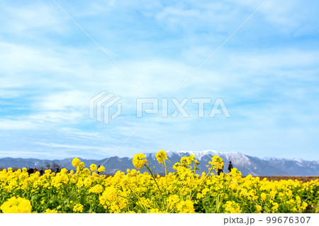 滋賀県守山市のなぎさ公園に広がる菜の花畑と雪の残る比良山 99676307