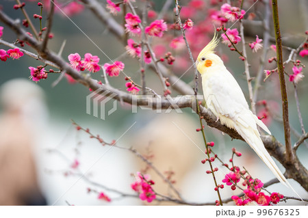 愛知県知多市　佐布里池の湖畔の紅梅の枝に留まる白いオカメインコ 99676325
