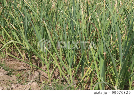 green colored garlic farm for harvest green colored garlic farm for harvest 99676329