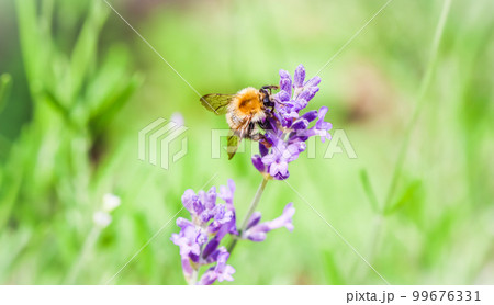 Working bee on lavender flower in summer garden. Natural green background Working bee on lavender flower in summer garden. Natural green background 99676331