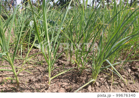 green colored garlic farm for harvest 99676340