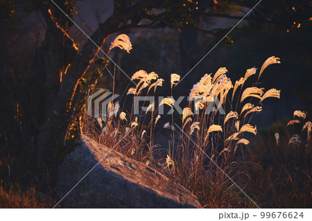 夕陽に照らされたススキ 99676624