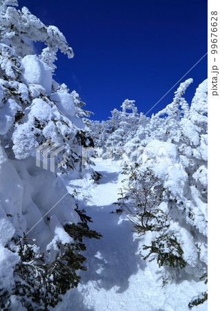 [定額] 厳冬期の北横岳の樹林帯の風景 ( 北横岳ヒュッテ から 南峰 の区間 ) 99676628