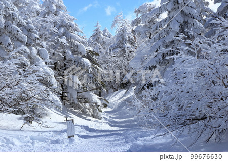 [定額] 厳冬期の北横岳の樹林帯の風景 ( 北横岳ヒュッテ から 南峰 の区間 ) 99676630