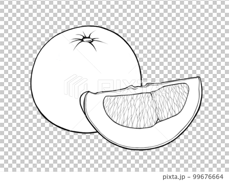 Banpeiyu (whole and cut into wedges) illustration material (line drawing) 99676664