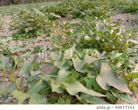sweet potato farm harvest are cash crops 99677143