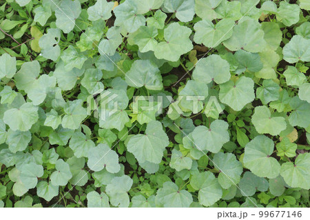 green colored Malva verticillata farm green colored Malva verticillata farm 99677146