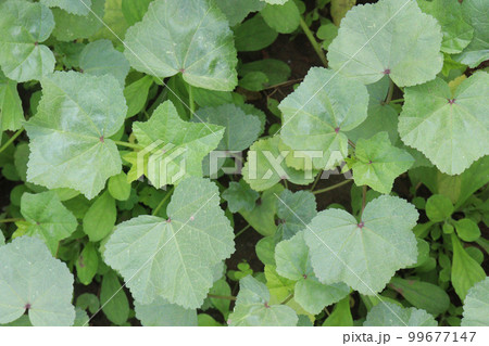 green colored Malva verticillata farm green colored Malva verticillata farm 99677147