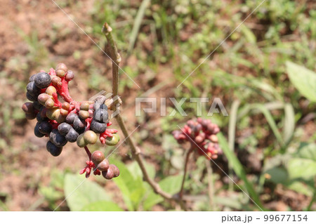 ripe sarpagandha fruit on tree ripe sarpagandha fruit on tree 99677154