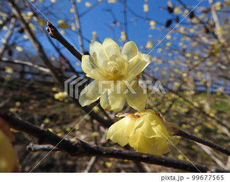 ソシンロウバイの花 ソシンロウバイの花 99677565