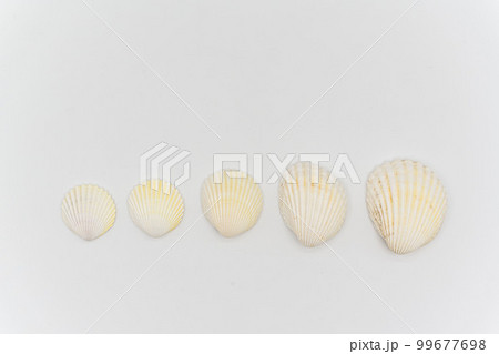 Isolated shells with white Background. Isolated shells with white Background. 99677698