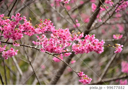 桜の花 桜の花 99677882