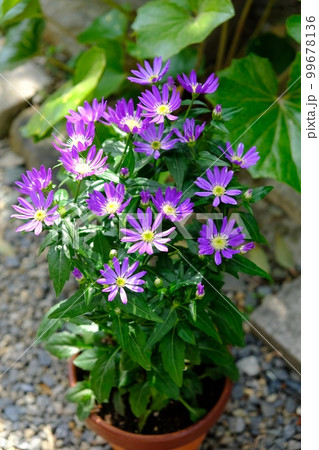 鉢植えの都忘れ-江戸紫 鉢植えの都忘れ-江戸紫 99678136