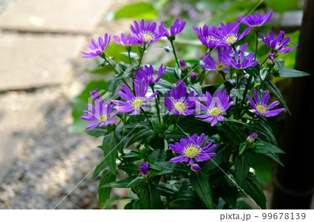 都忘れの花-江戸紫 都忘れの花-江戸紫 99678139