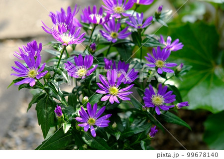 都忘れの花-江戸紫 都忘れの花-江戸紫 99678140