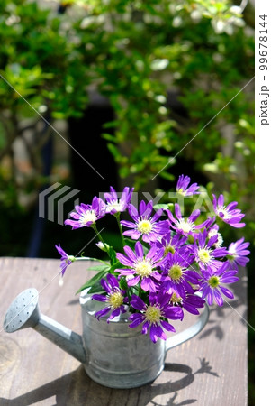 都忘れの花-江戸紫 99678144