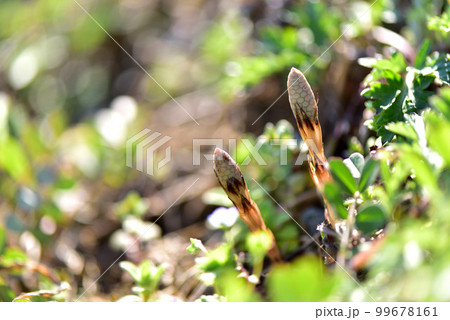 つくし　早春イメージ　早春の風景　早春賦　春の野　 99678161