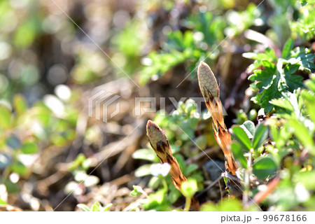 つくし　早春イメージ　早春の風景　早春賦　春の野　 99678166