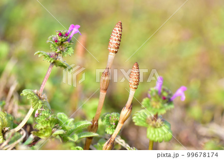 つくし　早春イメージ　早春の風景　早春賦　春の野　 99678174