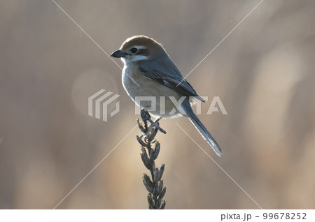 モズ♀️ in 冬の多摩川 99678252