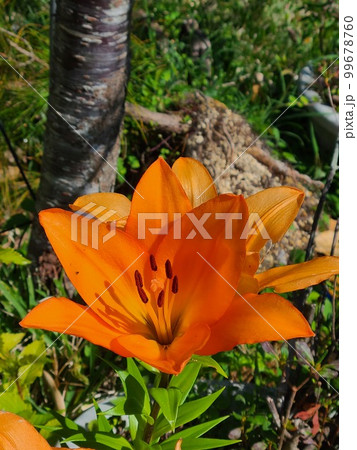 春の兆し　ゆりの花 99678760