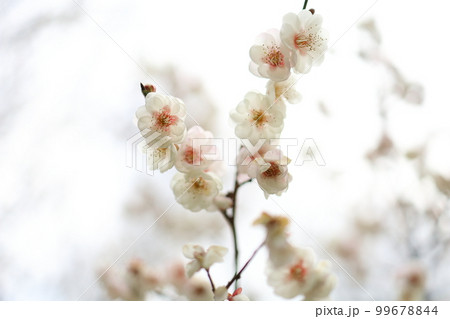 空に向かって伸びる枝に満開の白い梅の花 空に向かって伸びる枝に満開の白い梅の花 99678844