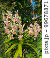 南国の花　ナゴラン 99678871
