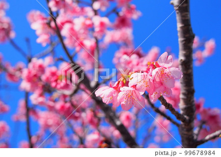 【沖縄】寒緋桜 【沖縄】寒緋桜 99678984