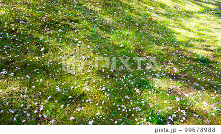 桜の花びらが散る緑の大地 99678988