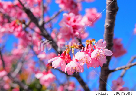 【沖縄】寒緋桜 99678989