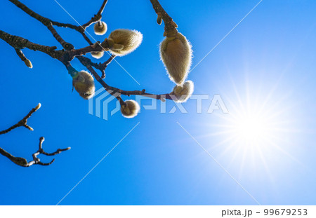 日本の横浜都市景観 春を待つハクモクレン。高潔な心、自然への愛などの希求・憧れイメージ…=横浜市内 日本の横浜都市景観 春を待つハクモクレン。高潔な心、自然への愛などの希求・憧れイメージ…=横浜市内 99679253