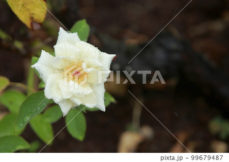 荒尾市　おもやい市民花壇　バラの花、 99679487