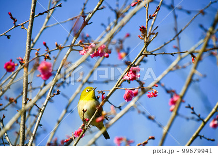 八重咲きの桜とメジロ 八重咲きの桜とメジロ 99679941
