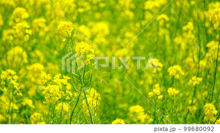 駕与丁公園の菜の花 99680092