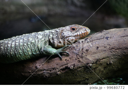 A Frilled Lizard sitting on a log. 99680772